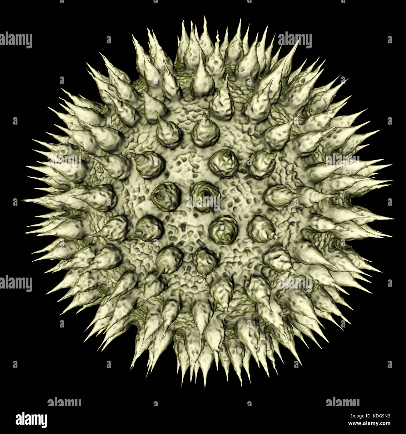 Pollen grains from different plants, computer illustration. Pollen grain size, shape and surface texture differ from one plant species to another, as seen here. The outer wall (exine) of the pollen in many plant species is highly sculpted which may assist in wind, water or insect dispersal. This pollen sculpting is also used by botanists to recognise plant species. Pores in the pollen wall help in water regulation and germination. These reproductive male spores produced by seed plants contain the male gametes. Pollen fertilises the female egg, with subsequent formation of plant seeds. Stock Photo