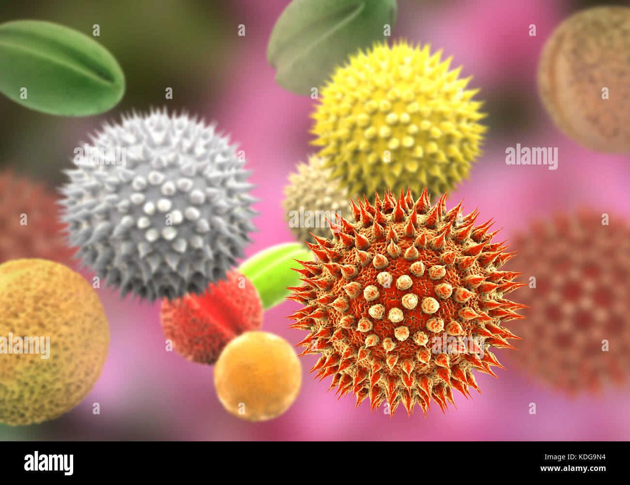 Pollen grains from different plants, computer illustration. Pollen grain size, shape and surface texture differ from one plant species to another, as seen here. The outer wall (exine) of the pollen in many plant species is highly sculpted which may assist in wind, water or insect dispersal. This pollen sculpting is also used by botanists to recognise plant species. Pores in the pollen wall help in water regulation and germination. These reproductive male spores produced by seed plants contain the male gametes. Pollen fertilises the female egg, with subsequent formation of plant seeds. Stock Photo