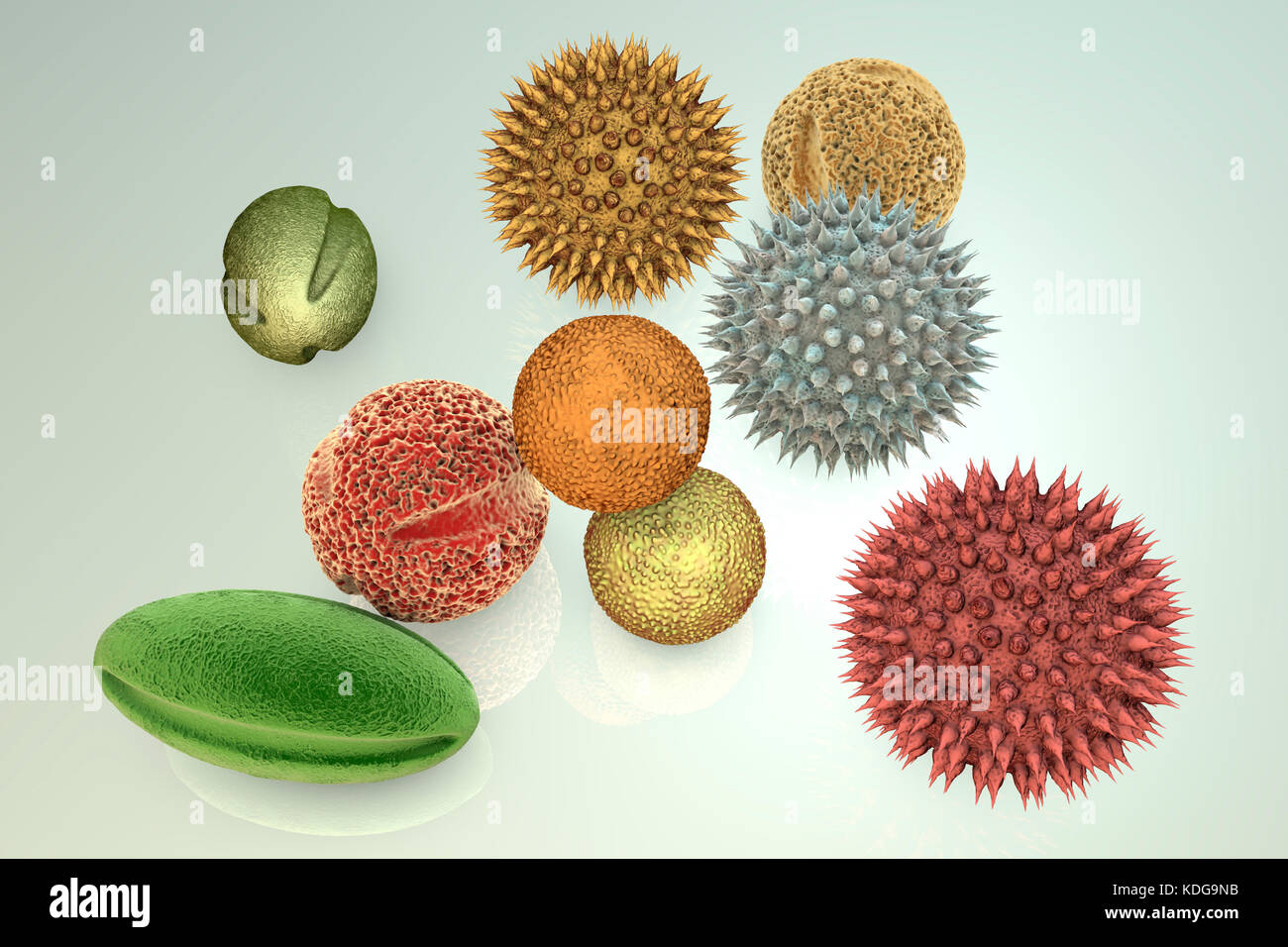 Pollen grains from different plants, computer illustration. Pollen grain size, shape and surface texture differ from one plant species to another, as seen here. The outer wall (exine) of the pollen in many plant species is highly sculpted which may assist in wind, water or insect dispersal. This pollen sculpting is also used by botanists to recognise plant species. Pores in the pollen wall help in water regulation and germination. These reproductive male spores produced by seed plants contain the male gametes. Pollen fertilises the female egg, with subsequent formation of plant seeds. Stock Photo