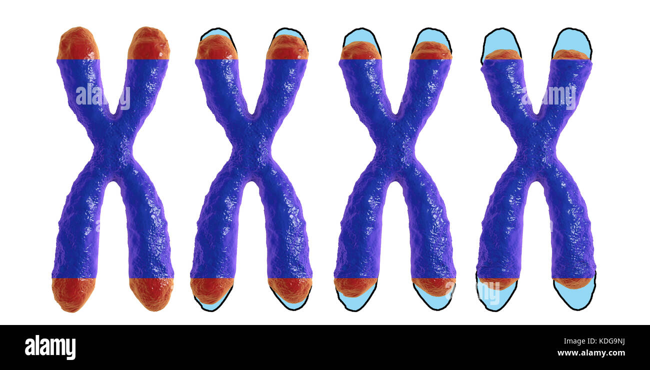 Telomere shortening, conceptual illustration. Telomeres shorten with