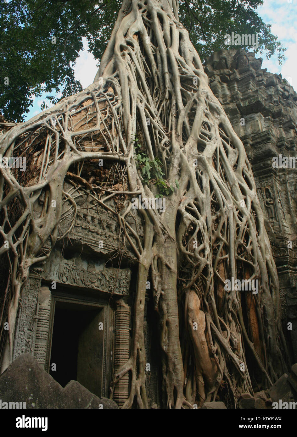 Tomb raider gate and a strangler fig (Ficus sp.) at the Ta Prohm temple in Angkor, Cambodia.  Ta Prohm used as a location in the film Tomb Raider. Stock Photo