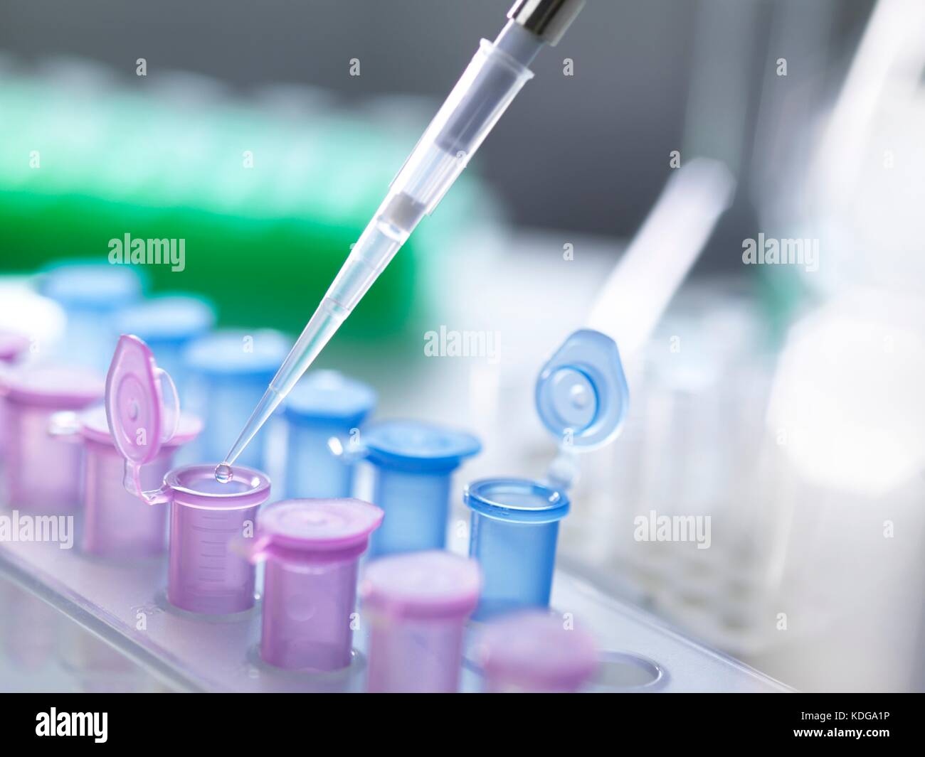 Pipetting samples into microcentrifuge tubes during an experiment in the laboratory Stock Photo