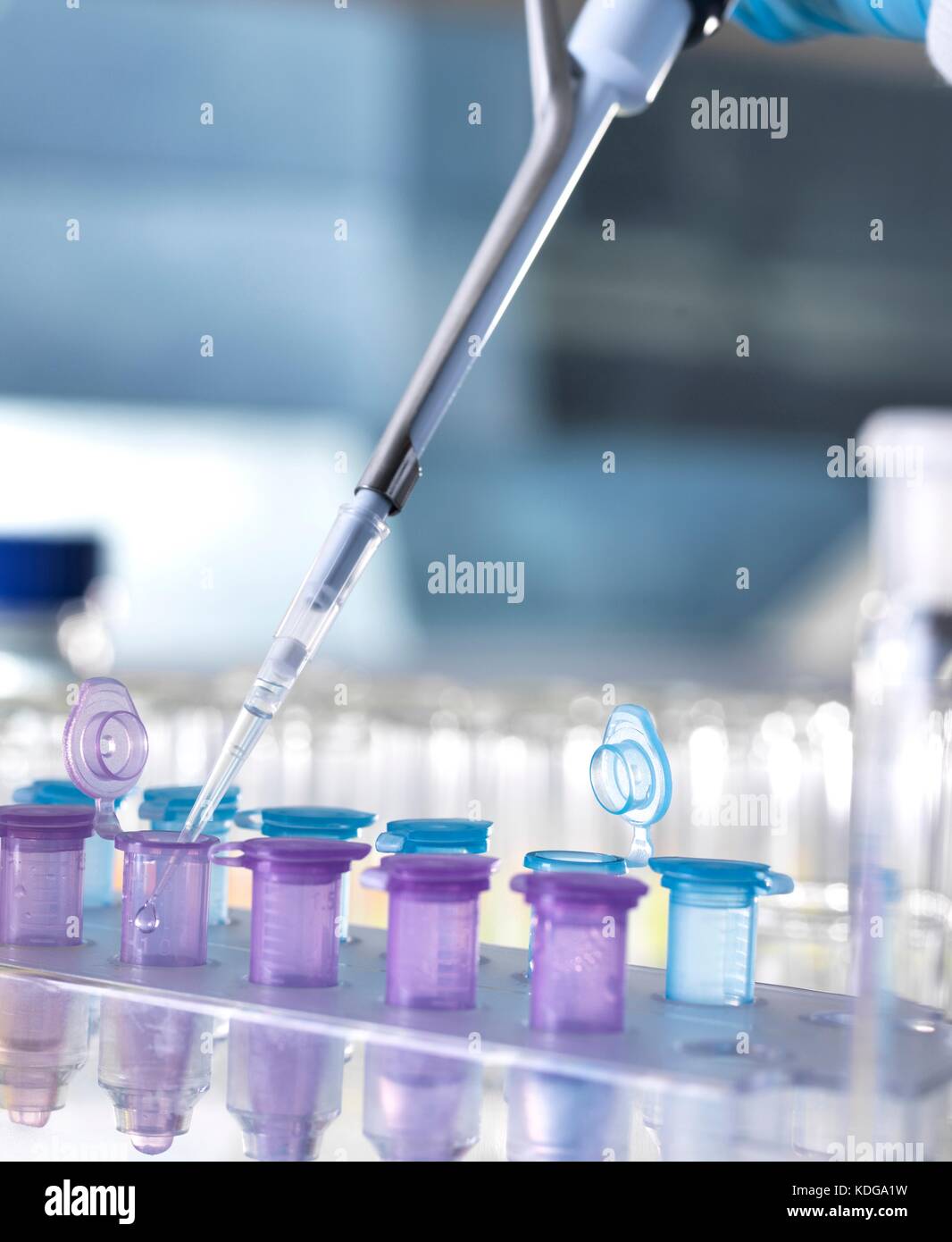 Pipetting samples into microcentrifuge tubes during an experiment in