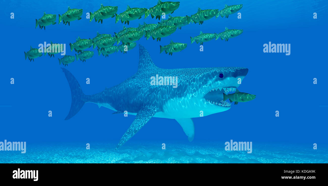 Megalodon Undersea - A huge Megalodon shark sneaks up behind a Chinook salmon as it strays from a school of salmon in open sea. Stock Photo