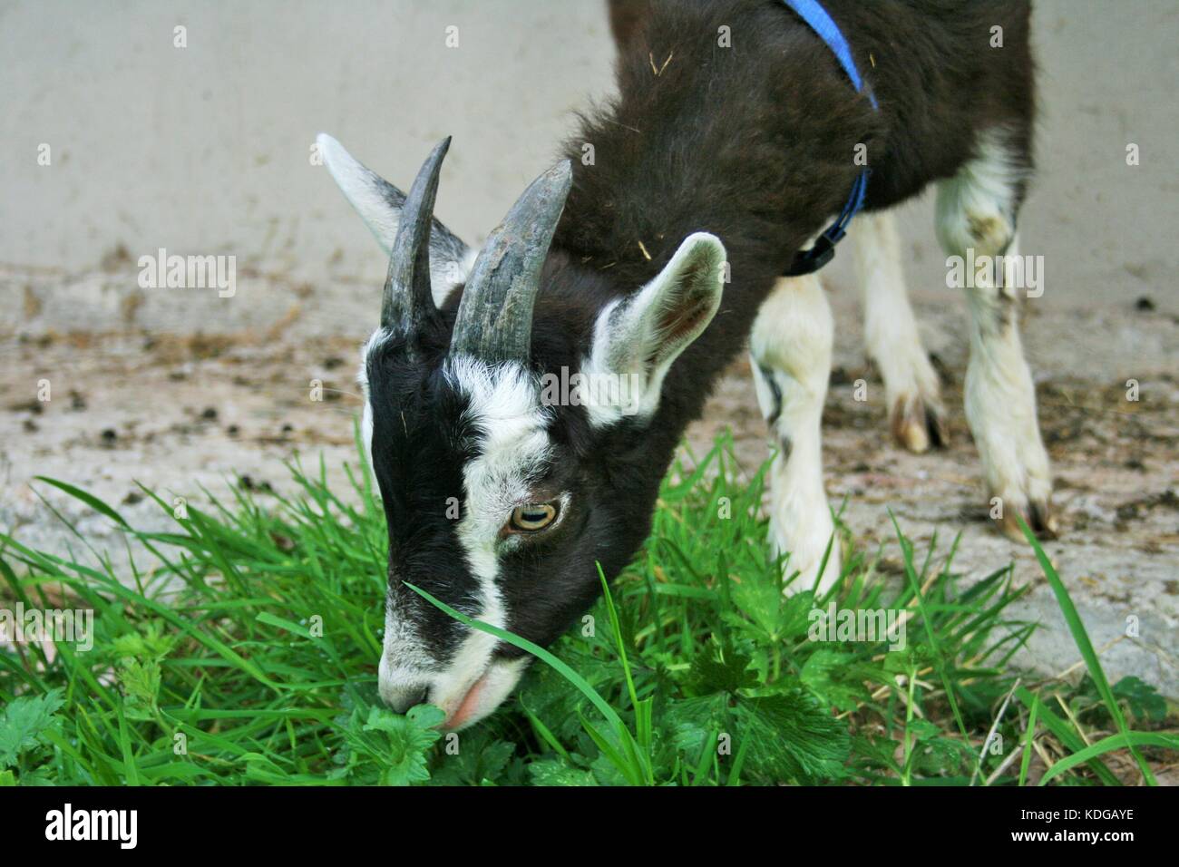 Goat eating grass not field hires stock photography and images Alamy
