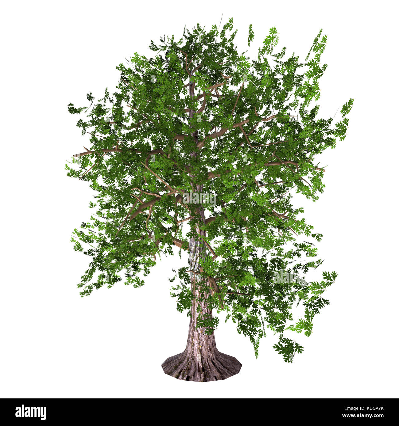 Evergreen oak tree hires stock photography and images Alamy