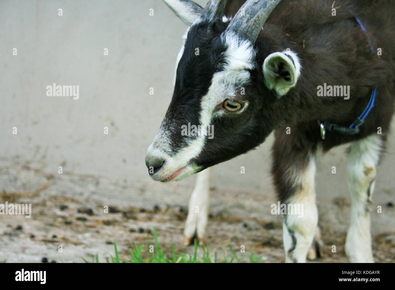 A Kid Black Alpine Billy Goat In Co Armagh, Northern Ireland Stock Photo