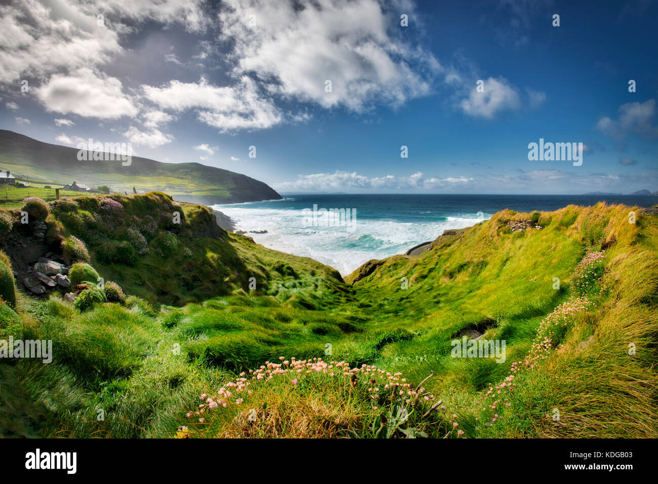 Wildflowers and Clogher's Beach on Slea Head Drive. County Kerry, Ireland Stock Photo