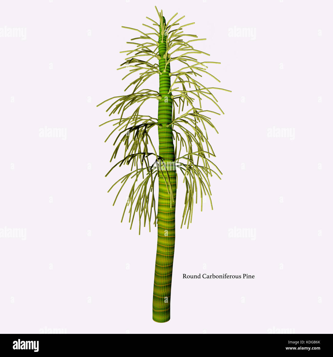 The earliest conifers date to the Carboniferous Period possibly arising from the Cordaites, a genus of seed-bearing Gondwanan plants with cones. Stock Photo