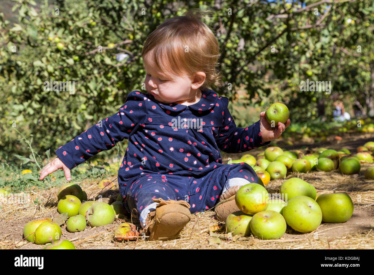 Baby Sitting with Apples Stock Photo