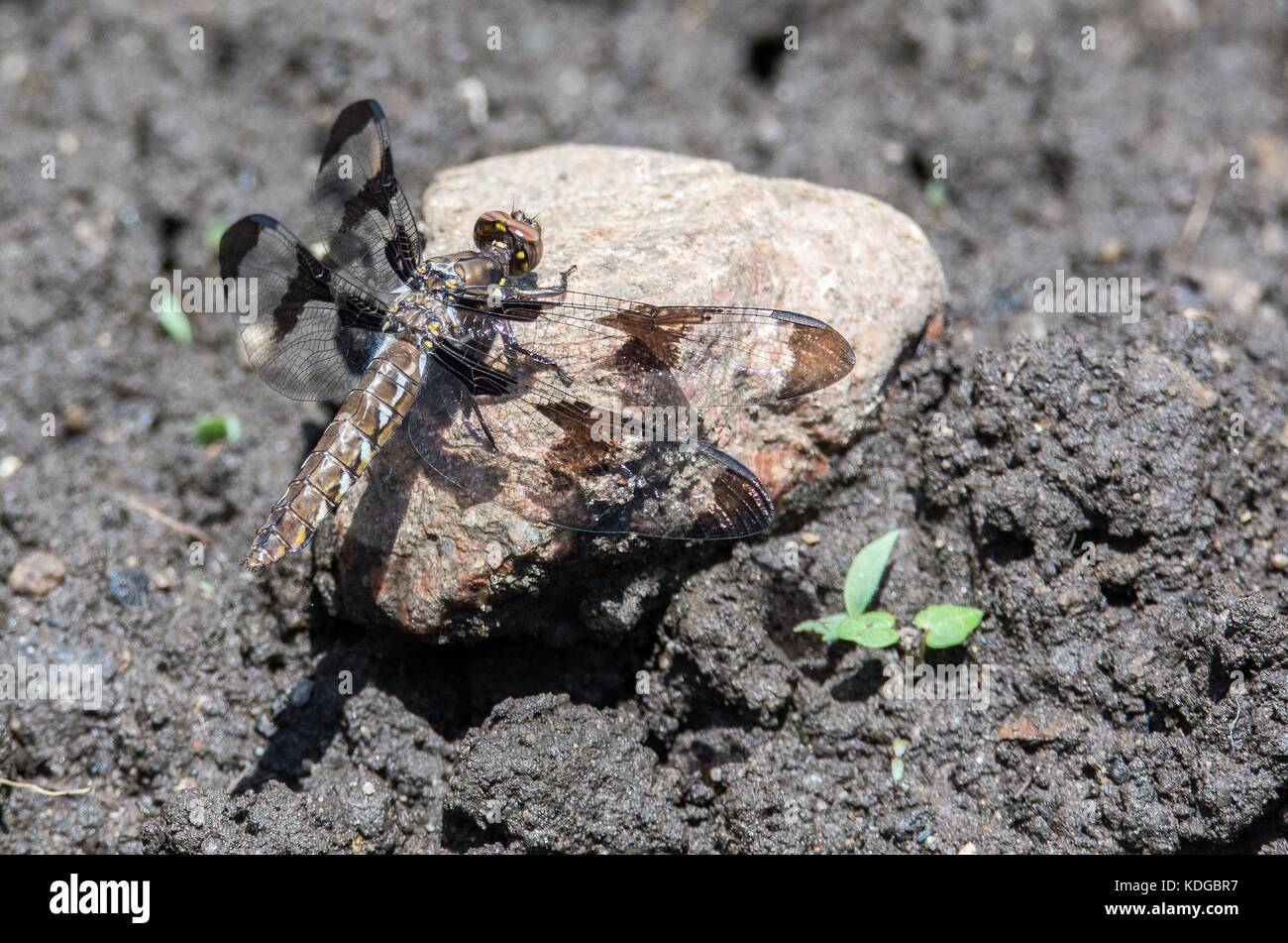 Dragonfly On A Rock Stock Photo - Alamy