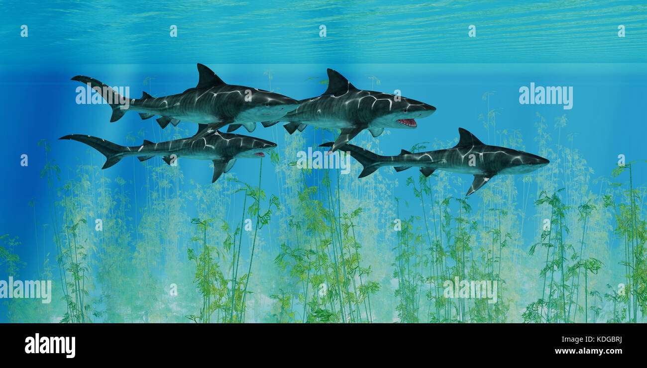 Tiger Sharks prowl the Ocean - Several Tiger sharks swim together over an ocean kelp forest searching for their next prey. Stock Photo