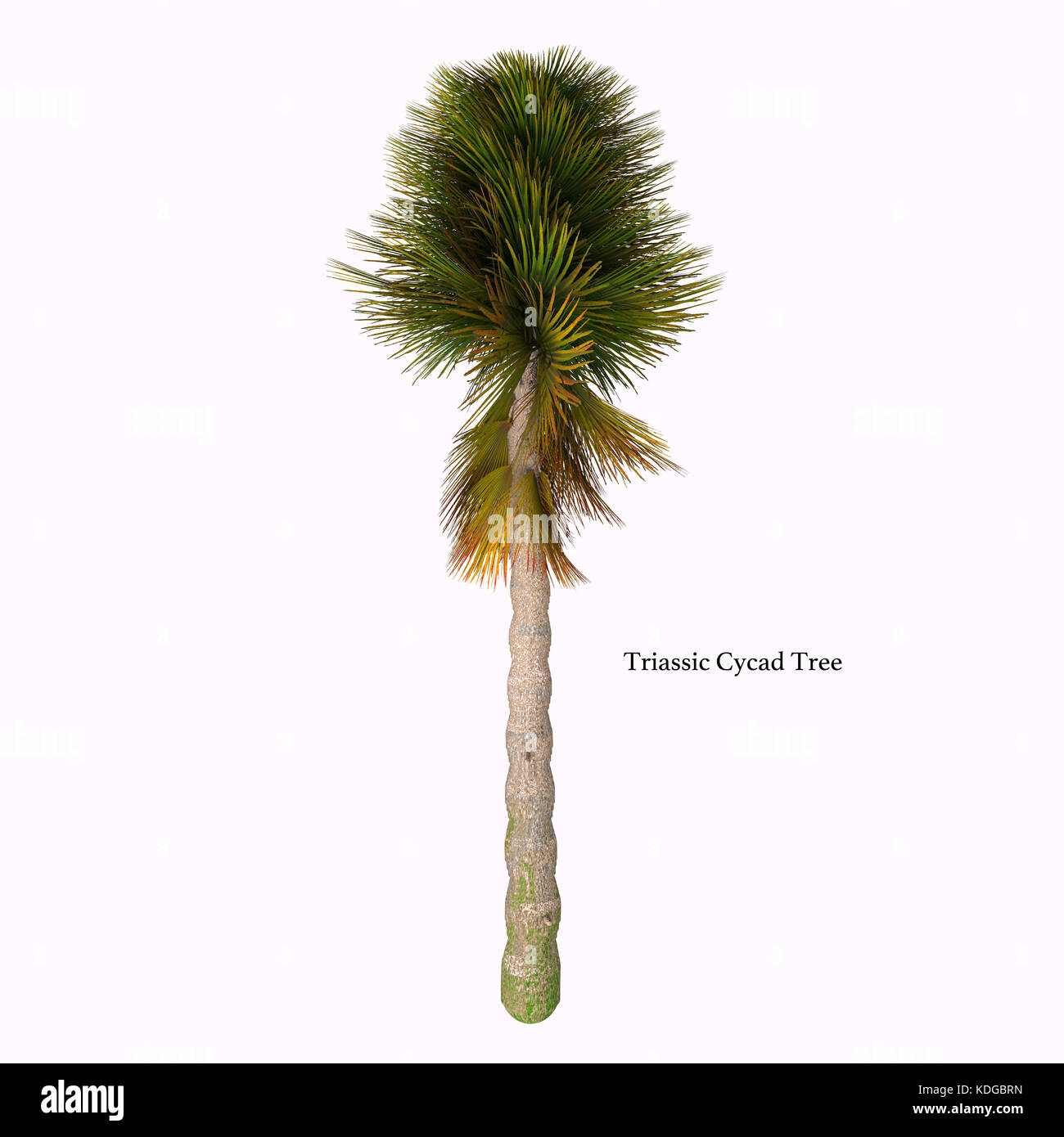 Triassic Cycad Tree with Font - Cycad are seed plants with a long fossil history that were more abundant and more diverse than they are today. Stock Photo