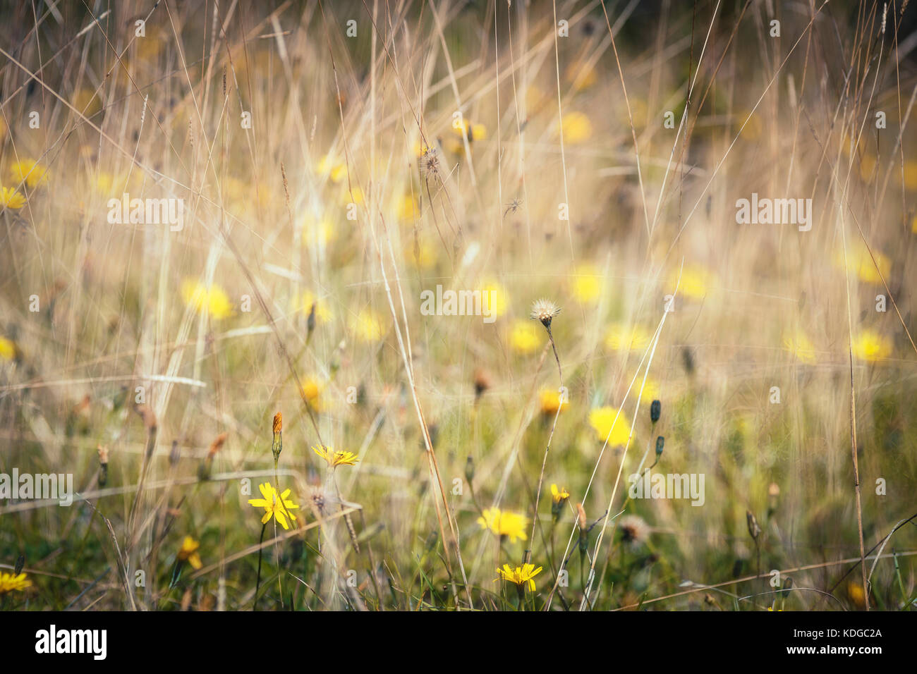 Light through flower meadow hi-res stock photography and images - Alamy