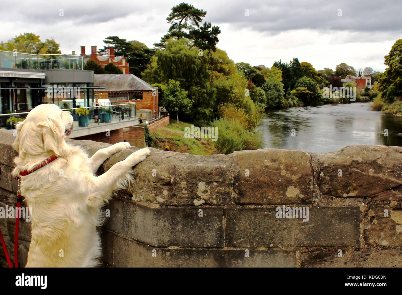 Labrador in Hereford Stock Photo Alamy