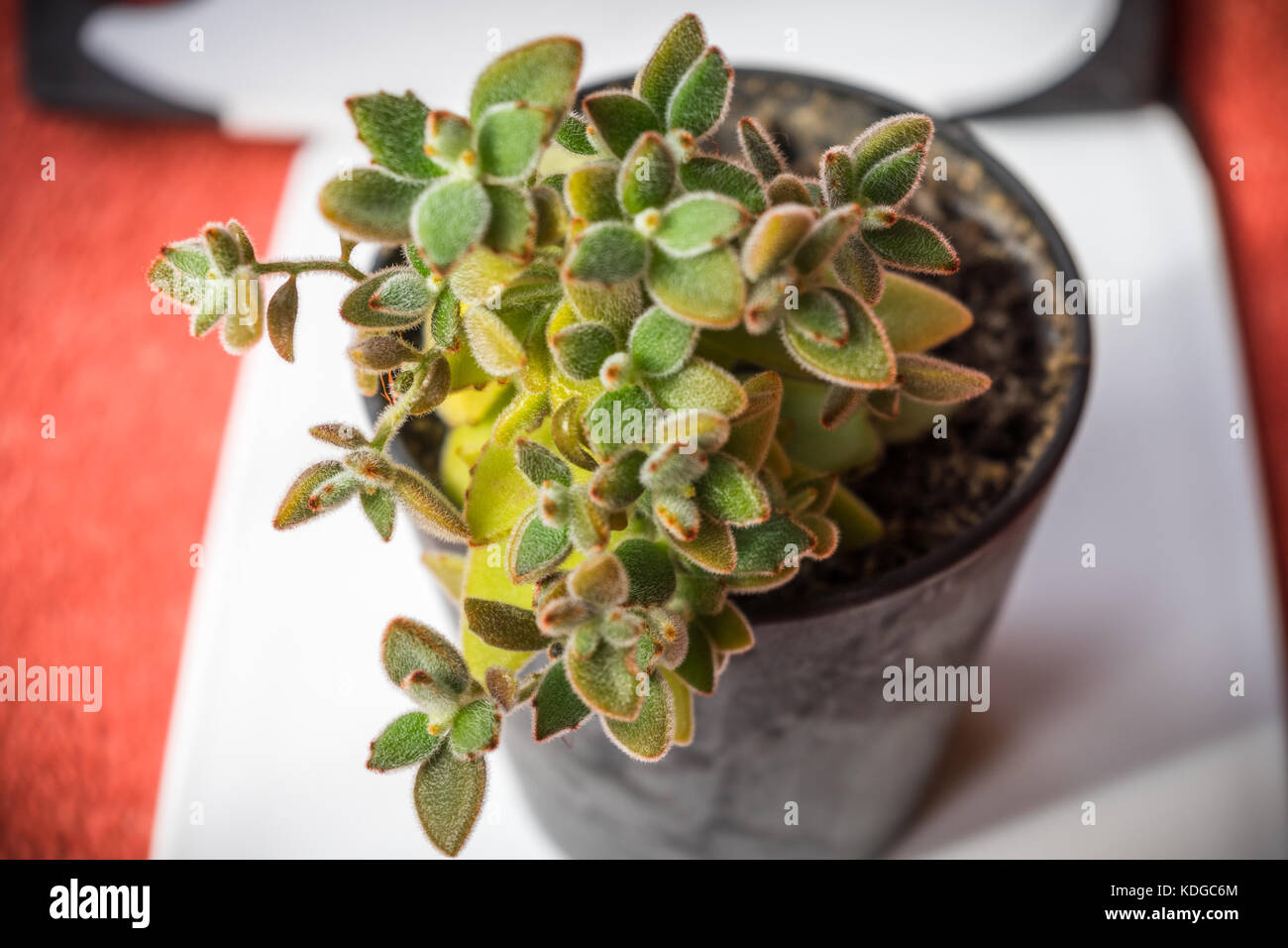 Potted Kalanchoe tomentosa (panda plant) Stock Photo