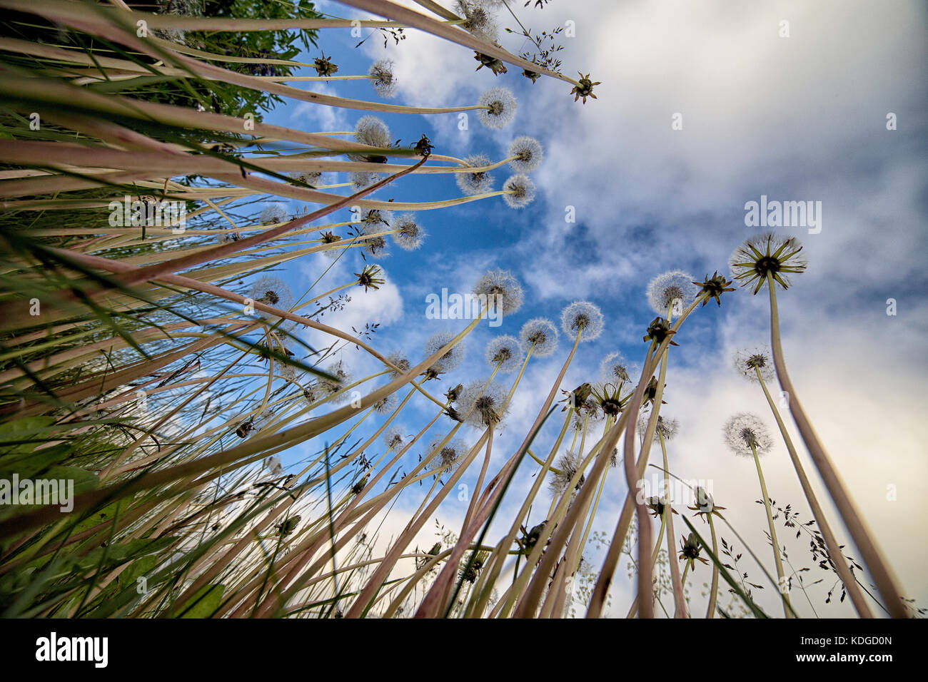 Dandelions shot from a very low perspective looking up against a blue sky Stock Photo