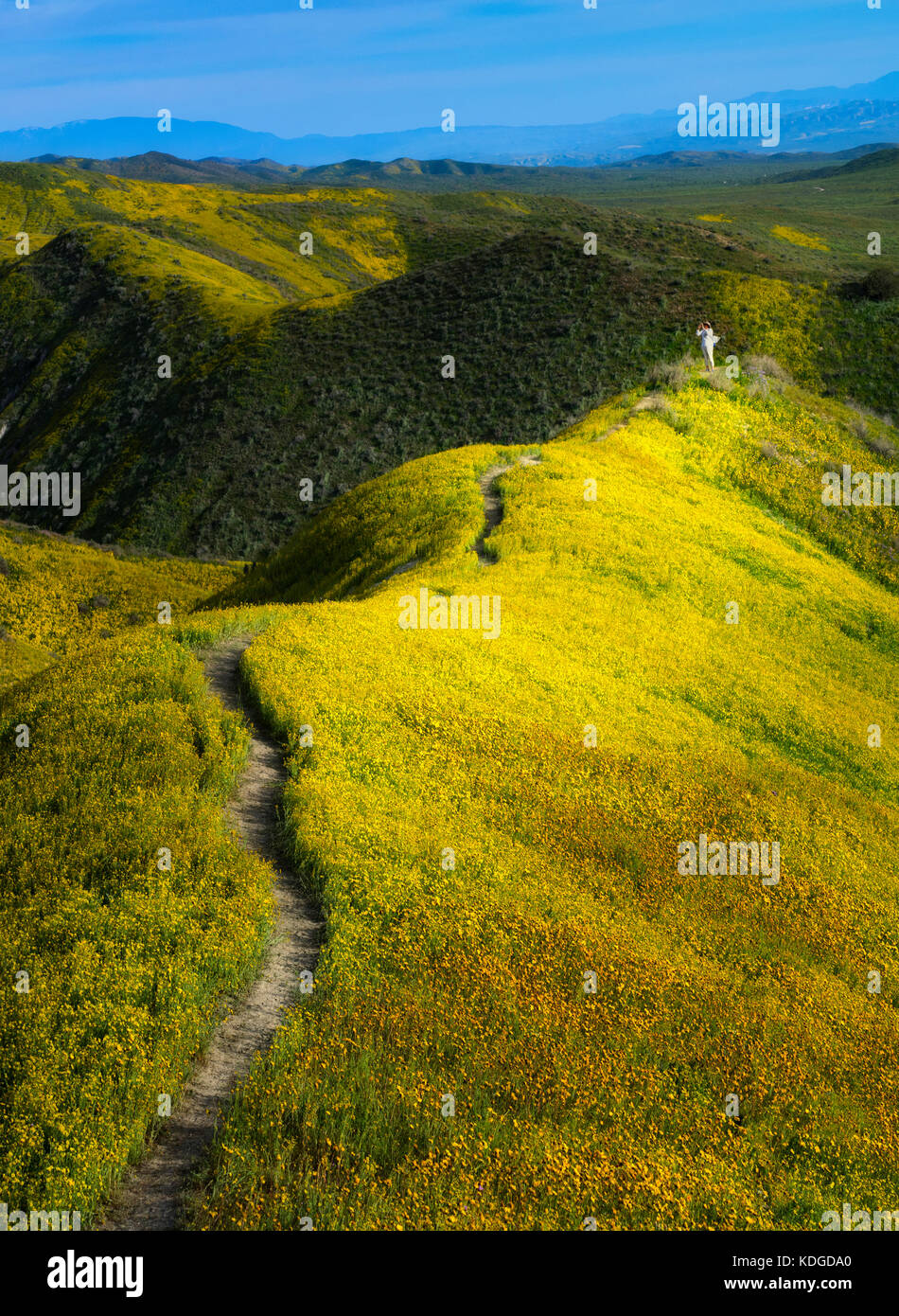 California hillside covered yellow flowers hi-res stock
