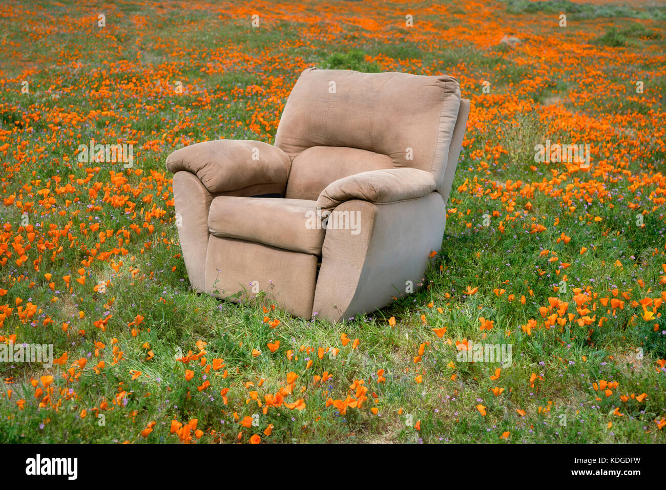 Chair in Poppy Field. Antelope Poppy preverve, California Stock Photo