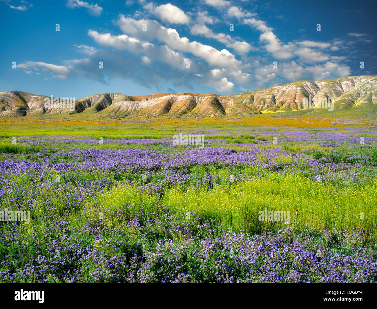 Carizzo plain with mostly purple Fremont's Phacelia (Pacelia fremontii.Carrizo Plain National Monument, California Stock Photo