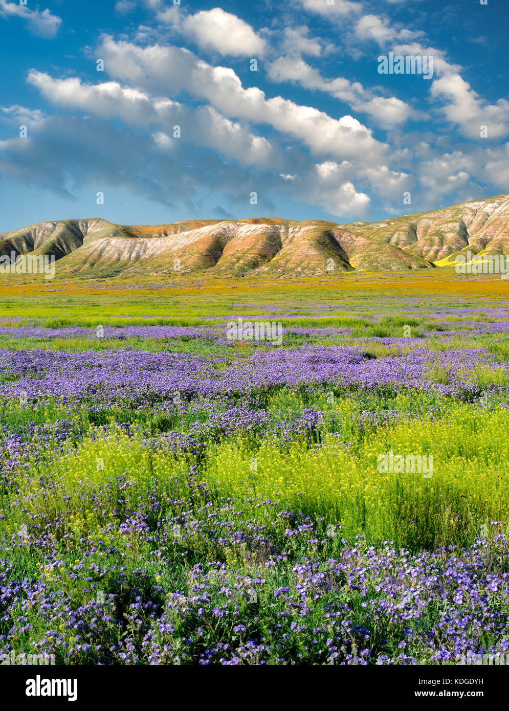 Carizzo plain with mostly purple Fremont's Phacelia (Pacelia fremontii.Carrizo Plain National Monument, California Stock Photo