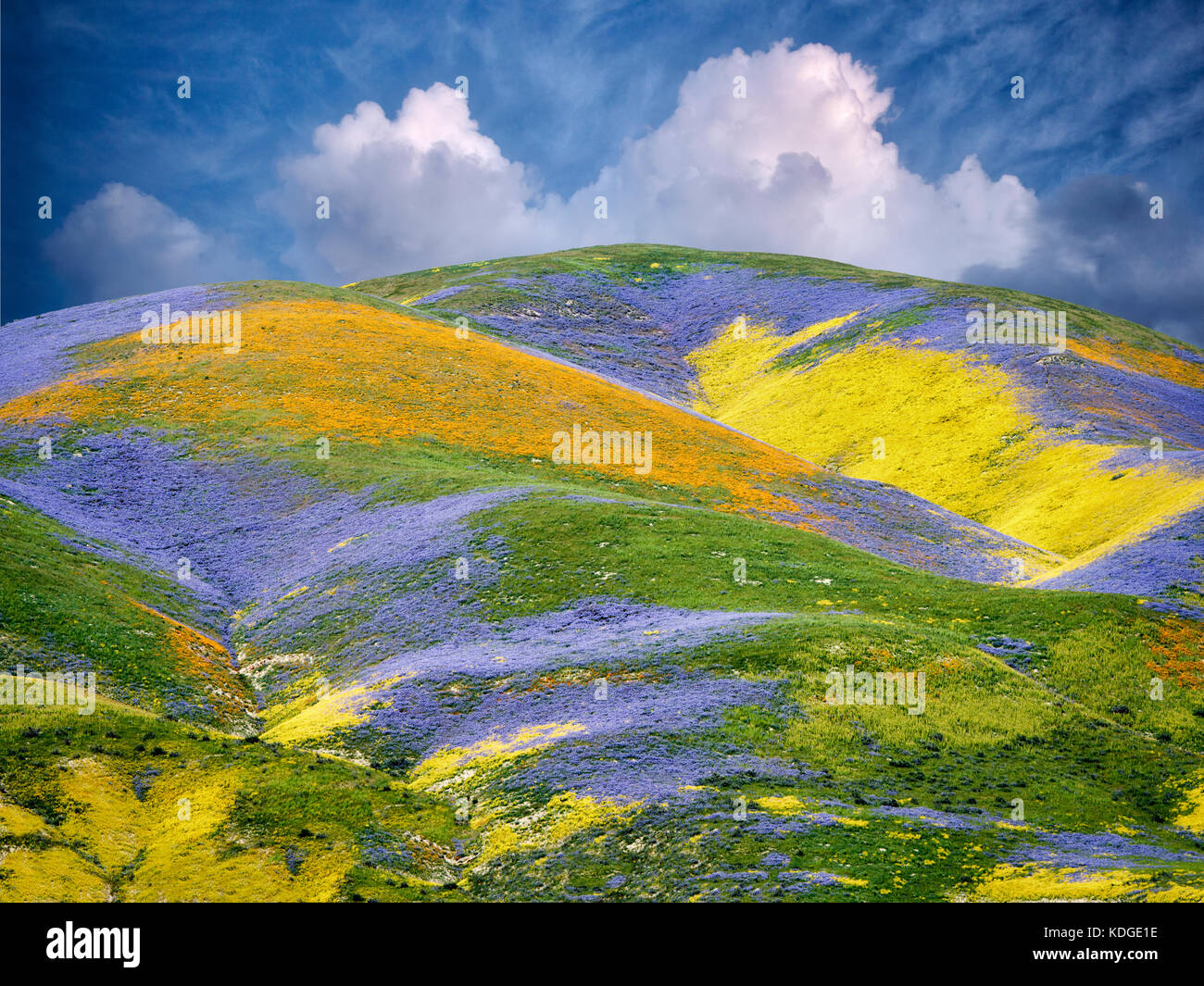 Wildflowers covering hills. Carrizo Plain National Monument, California