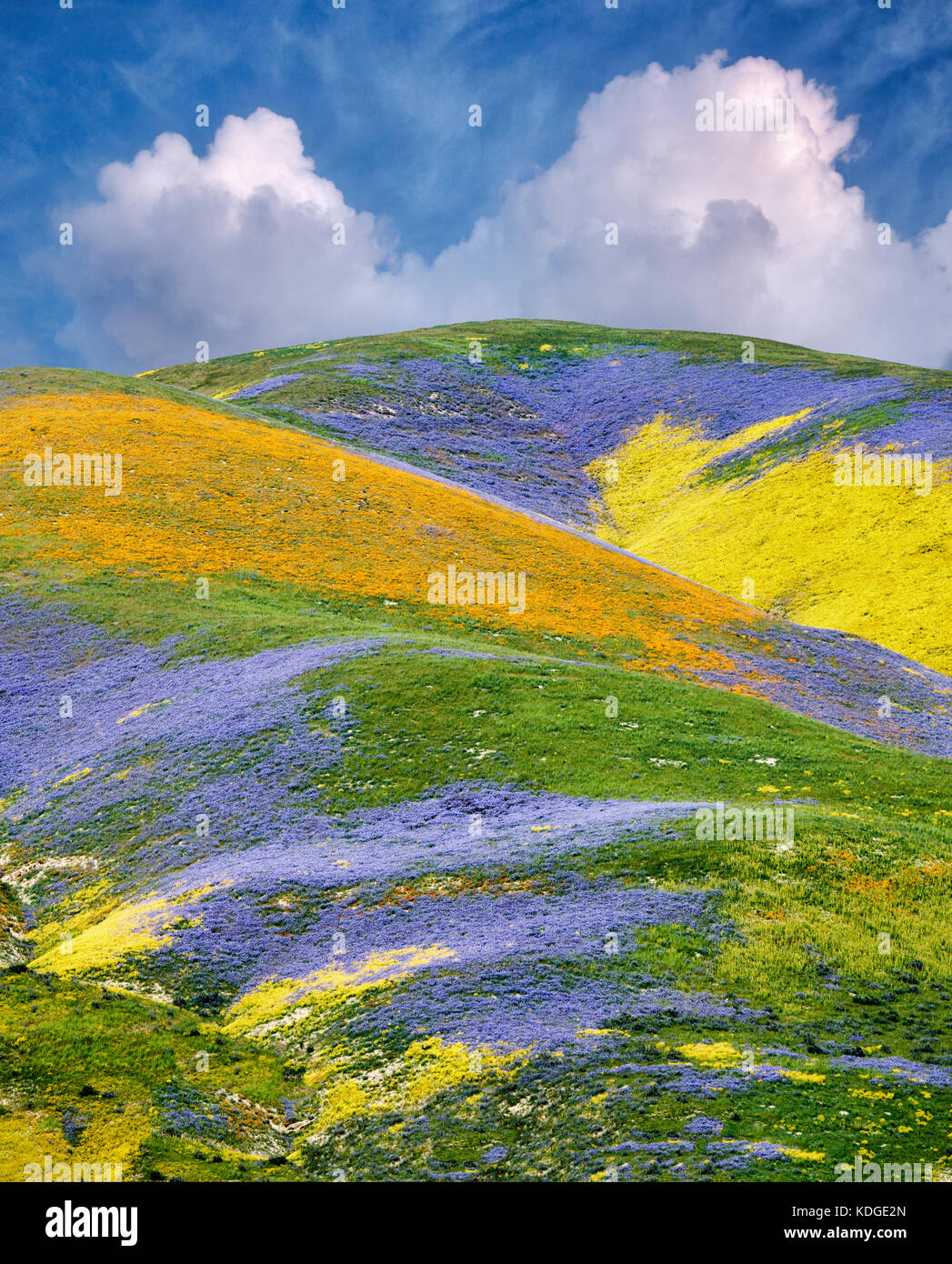 Wildflowers covering hills. Carrizo Plain National Monument, California Stock Photo