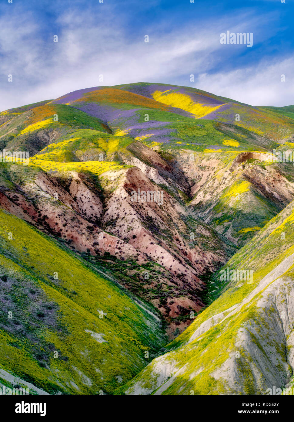 Wildflowers covering hills. Carrizo Plain National Monument, California Stock Photo