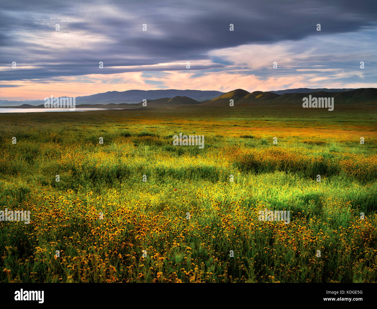 Field of Devil’s Lettuce or Fiddleneck (Amsinckia tessellata) Carrizo Plain National Monument, California Stock Photo