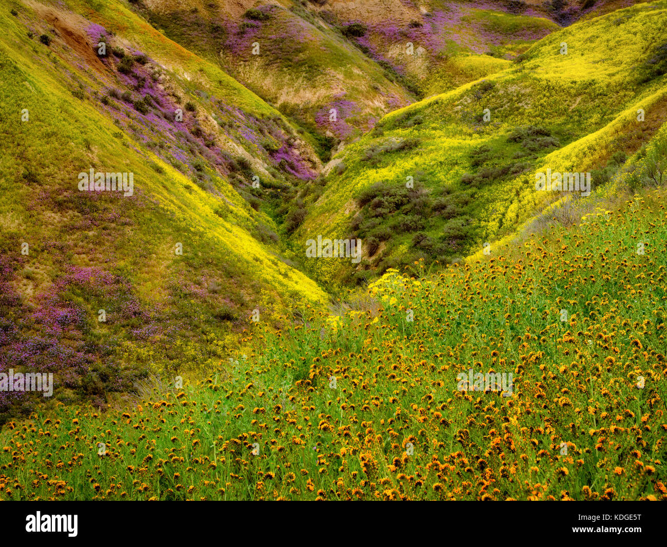 Foreground of Devil’s Lettuce or Fiddleneck (Amsinckia tessellata) with flower covered hills. Carrizo Plain National Monument, California Stock Photo