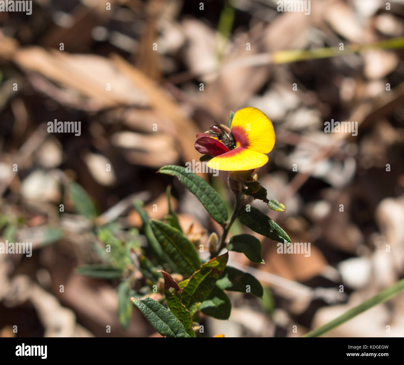 Pultenea Bush peas a rare genus of flowering plants in the family