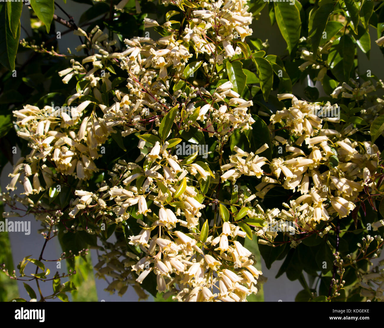 Australian wildflower  Pandorea pandorana,  the Wonga Wonga Vine,  a species of woody climbing vine in family Bignoniaceae blooming in spring . Stock Photo