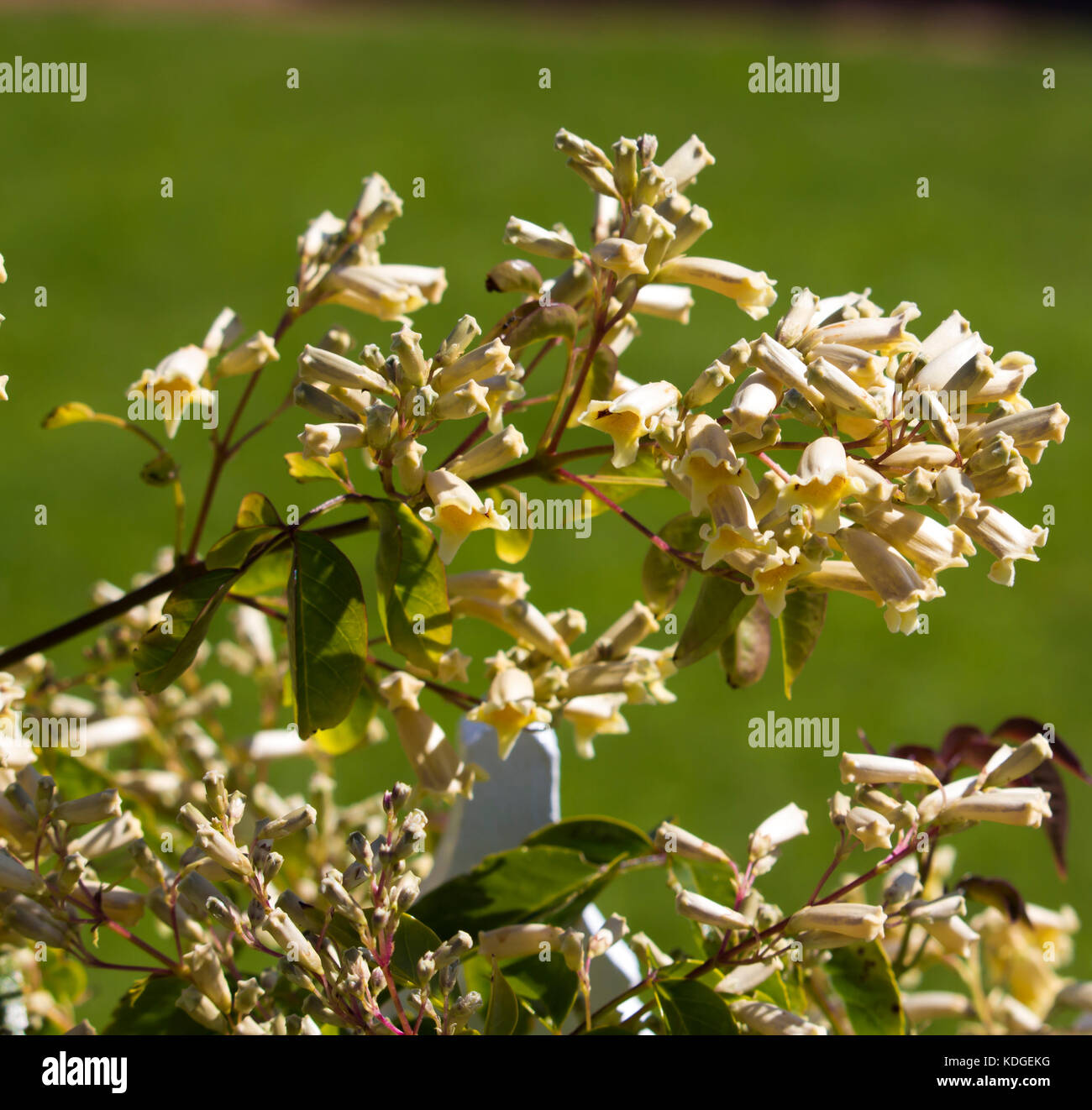 Australian wildflower  Pandorea pandorana,  the Wonga Wonga Vine,  a species of woody climbing vine in family Bignoniaceae blooming in spring . Stock Photo