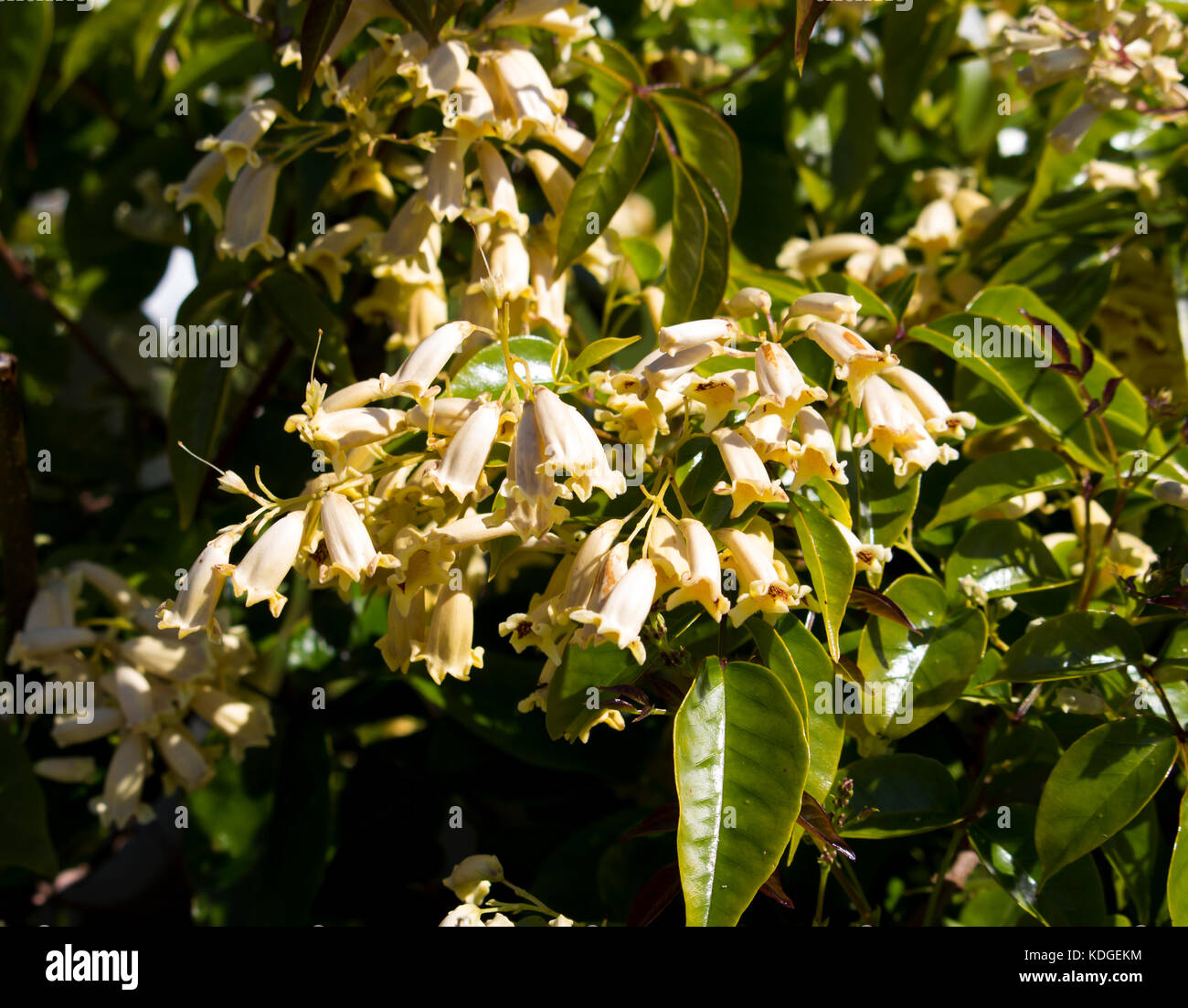 Australian wildflower  Pandorea pandorana,  the Wonga Wonga Vine,  a species of woody climbing vine in family Bignoniaceae blooming in spring . Stock Photo