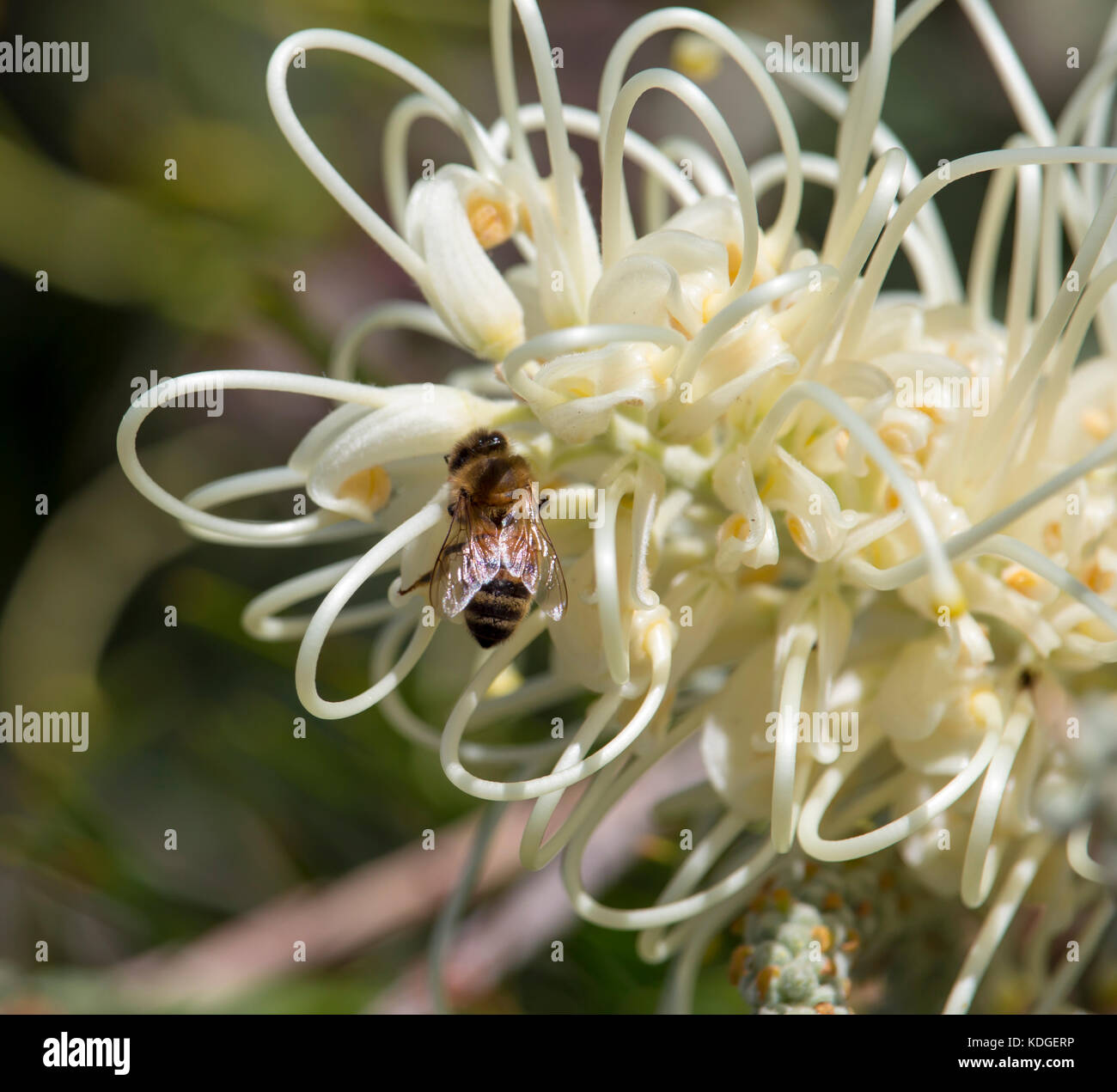 Honey bees gathering sweet nectar from beautiful West Australian native