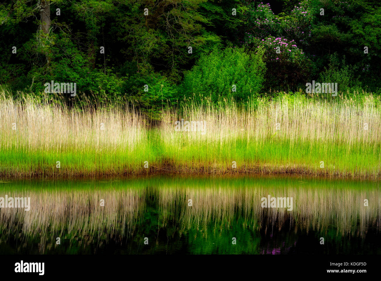 Still waters of Ballynahinch River with edge reeds and rhododendron. Connemara. County Galway, Ireland Stock Photo