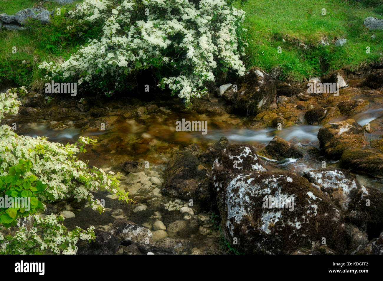 Caher River with Hawthorne tree in bloom.Lough Avalla Farm Loop trail County Clare, The Burren, Ireland Stock Photo