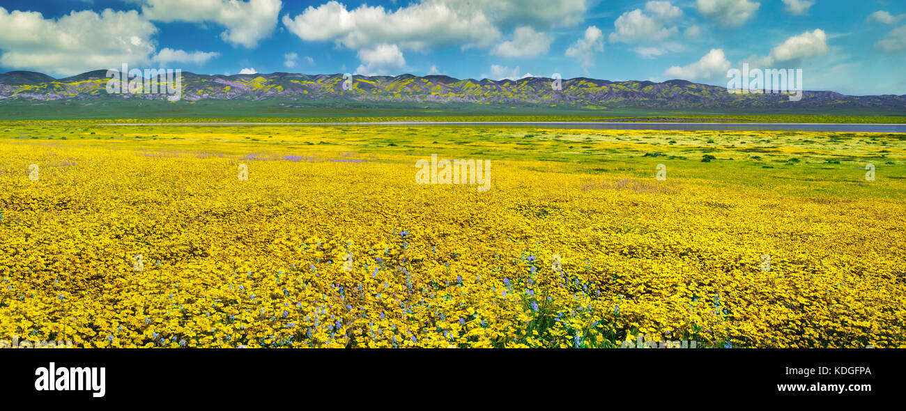 Field of Hillside Daisies (Monolopia lanceolata)  and blue Native Mustard (Guillenia lemmonii) Carrizo Plain National Monument, California Stock Photo