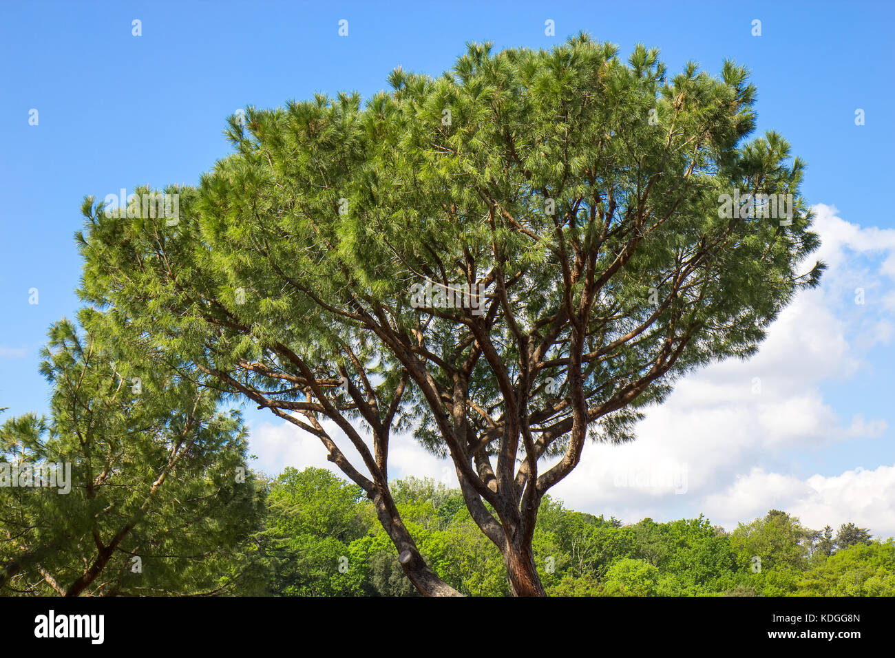 Italian stone pine (Pinus pinea) Stock Photo