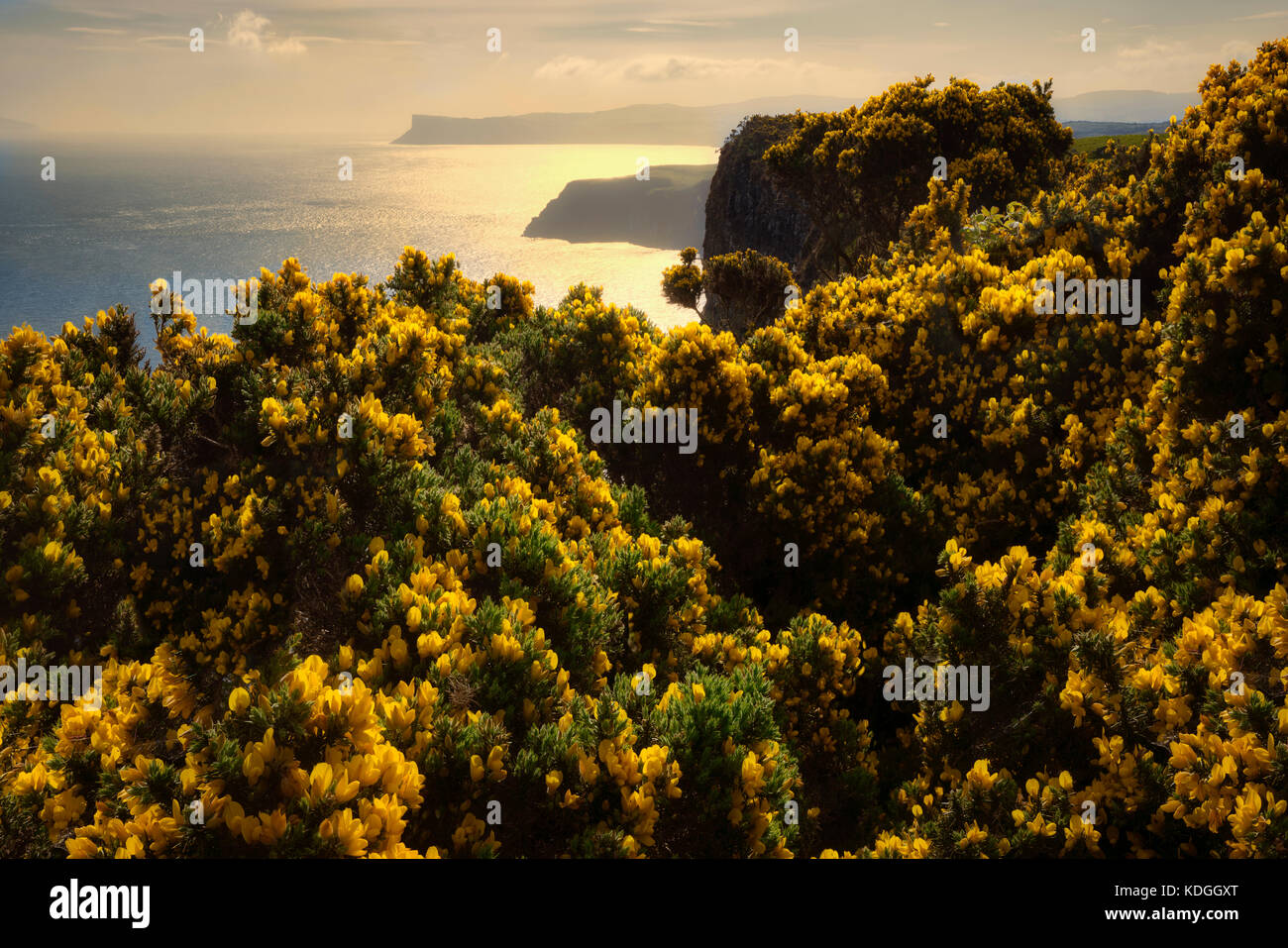 blooming gorse and view of coastline from Portaneevey Viewpoint. Northern ireland Stock Photo