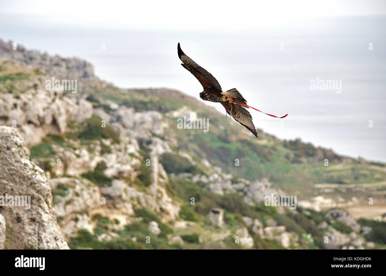 A captive harris hawk, used in falconry, taken out by his falconer for a training flight. Its wings spread, it is flying over the Maltese coastline Stock Photo