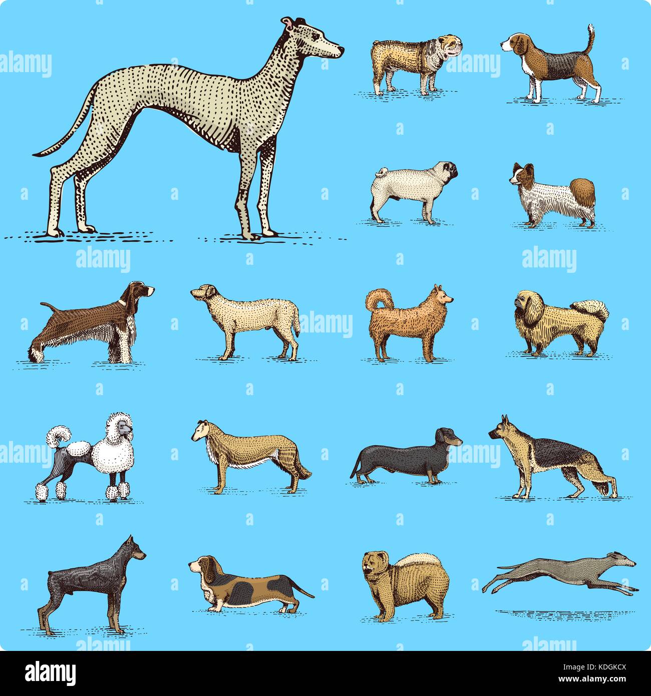 dog breeds engraved, hand drawn vector illustration in woodcut ...