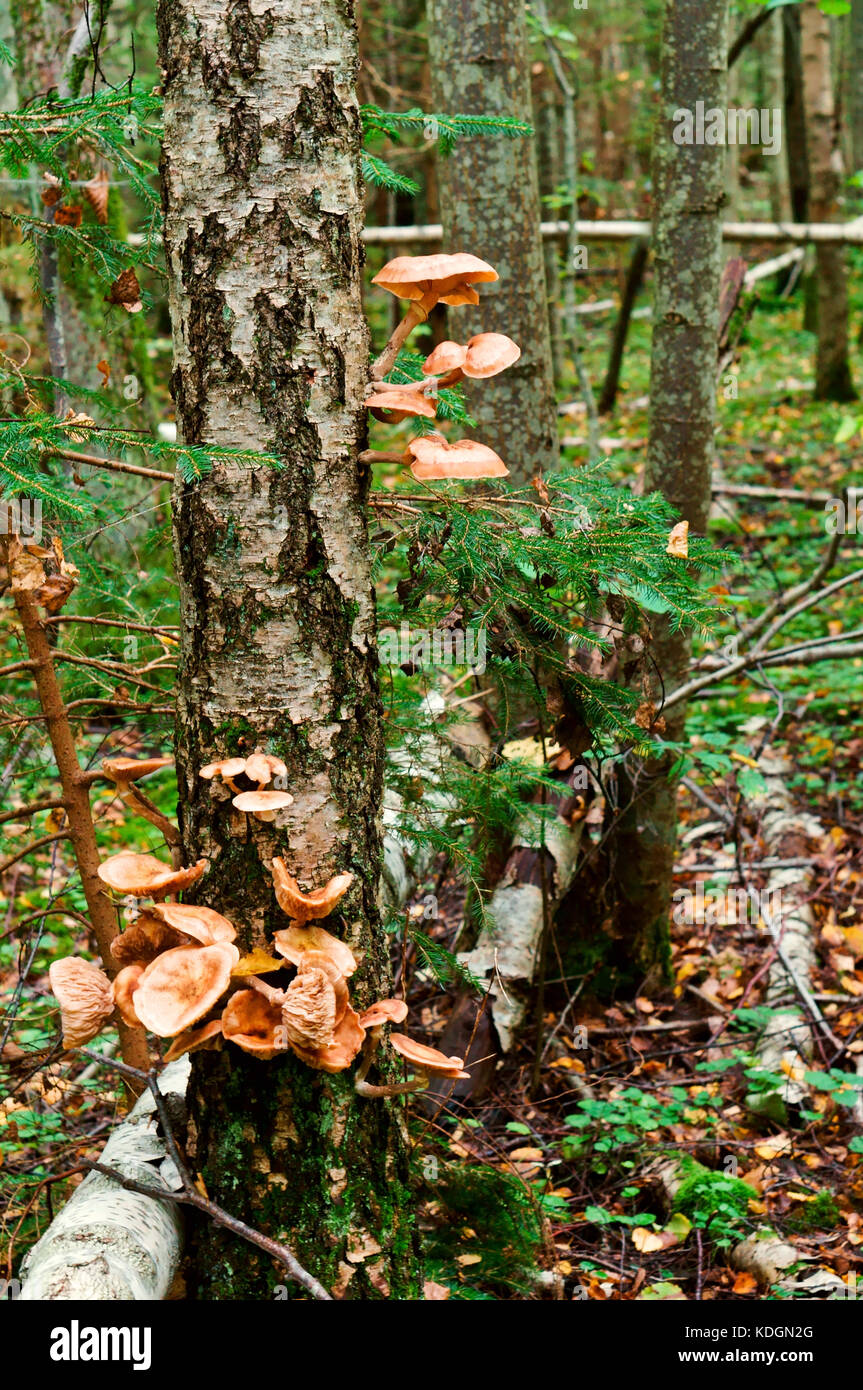 large mushrooms honey agaric growing on a tree Stock Photo