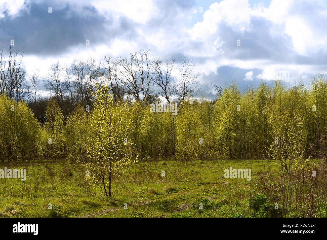 landscape forest young trees sky cloudy and Sunny Stock Photo - Alamy