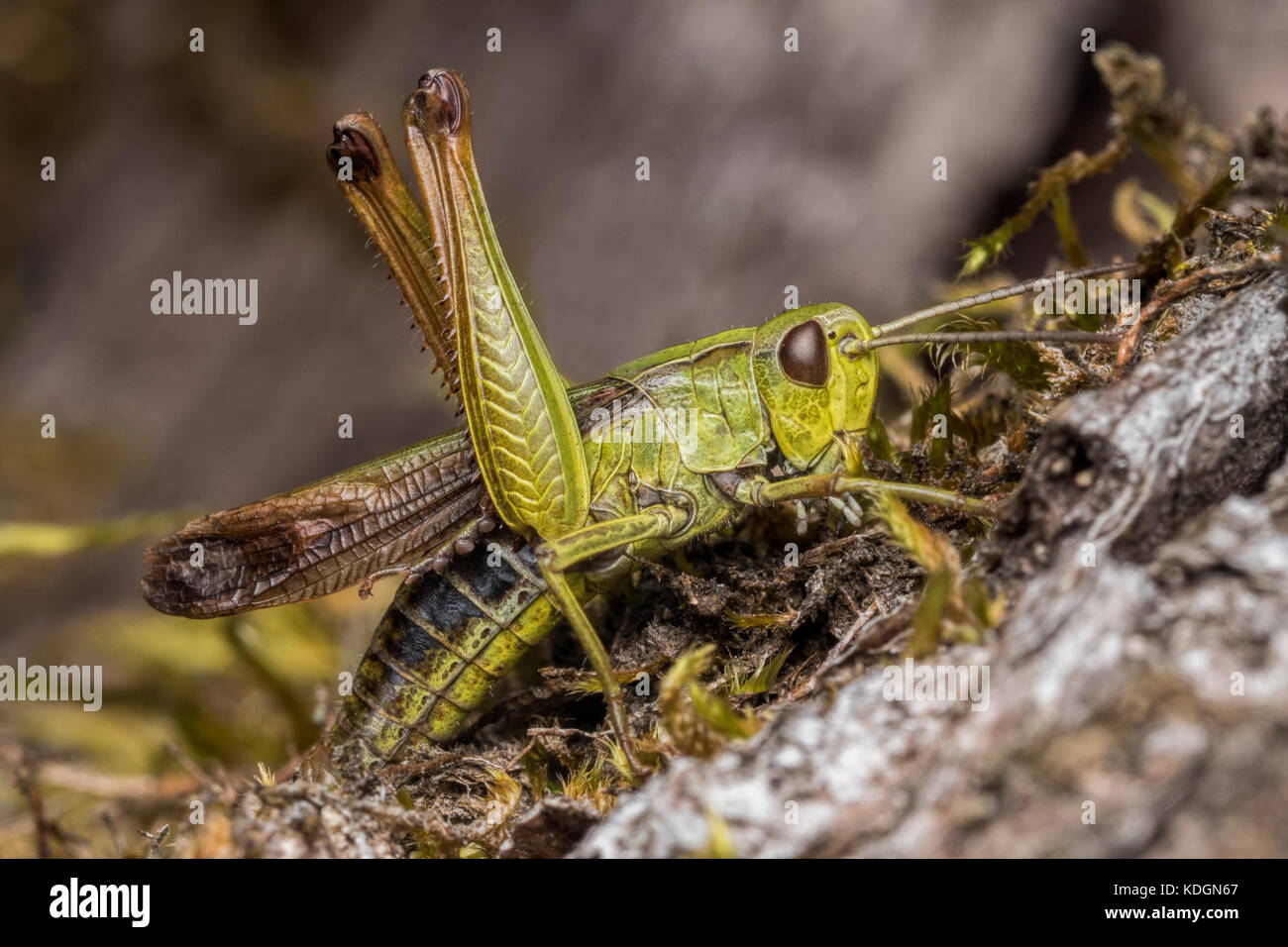 Common Green Grasshopper (Omocestus viridulus) preening on a tree stump. Tipperary, Ireland Stock Photo