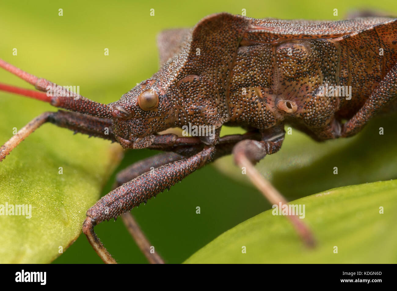 Close up detail of a Dock Bug (Coreus marginatus). Tipperary, Ireland Stock Photo