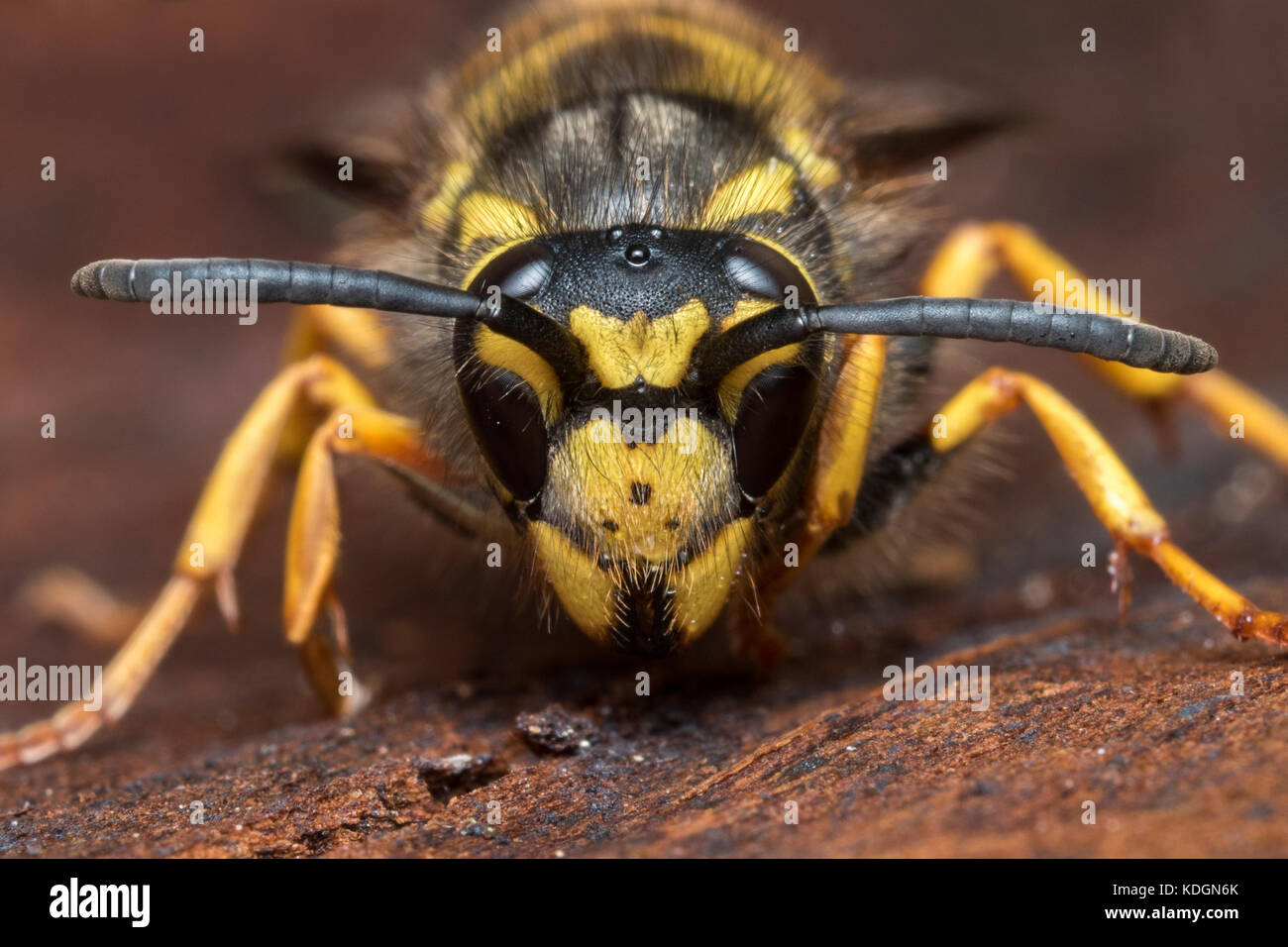 German Wasp queen (Vespula germanica) hibernating under tree bark. Cahir, Tipperary, Ireland Stock Photo