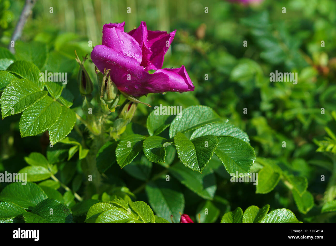 drops on the petals of wild roses, wild rose flowers wild rose Stock
