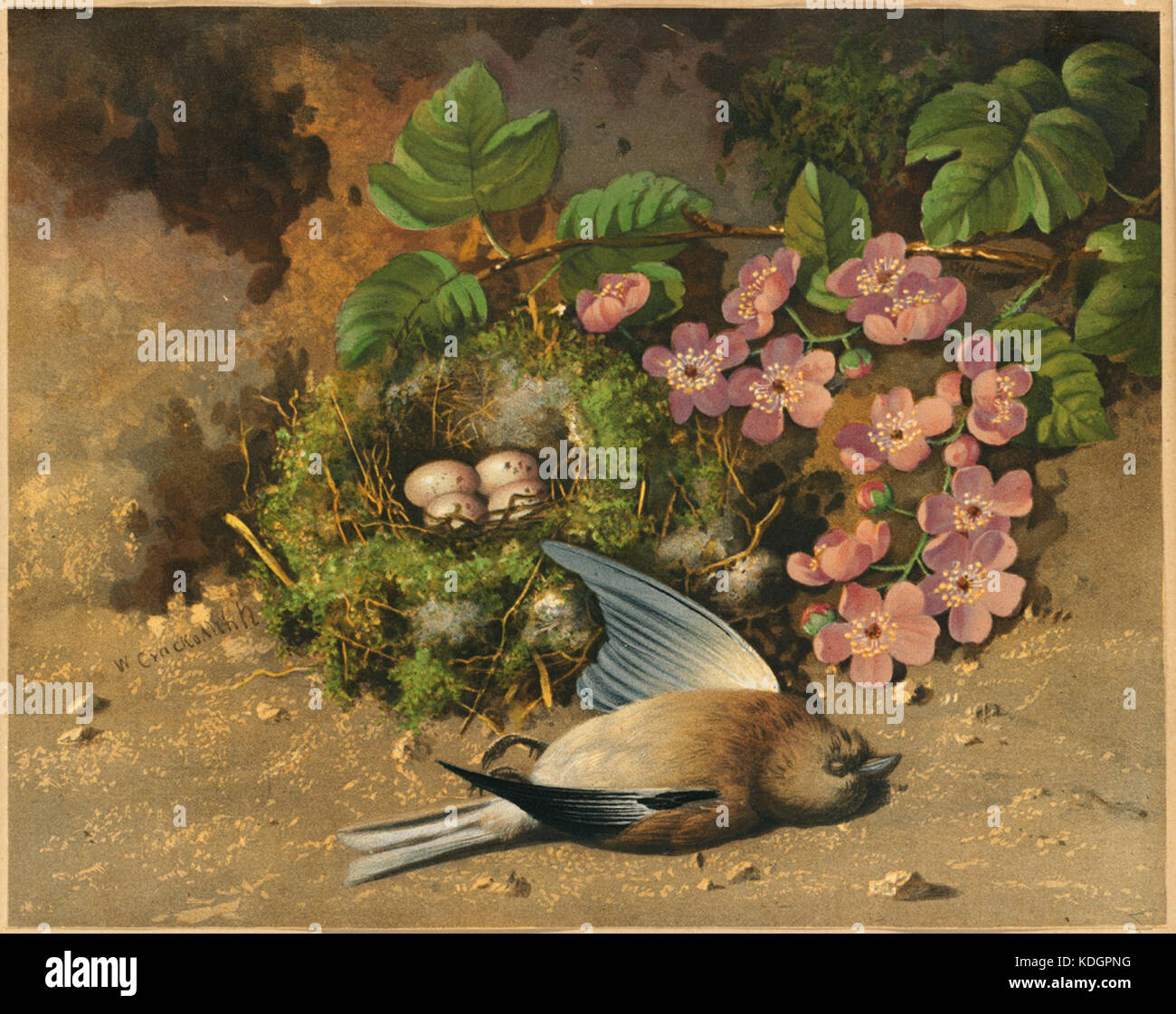 Linnet (Boston Public Library Stock Photo - Alamy