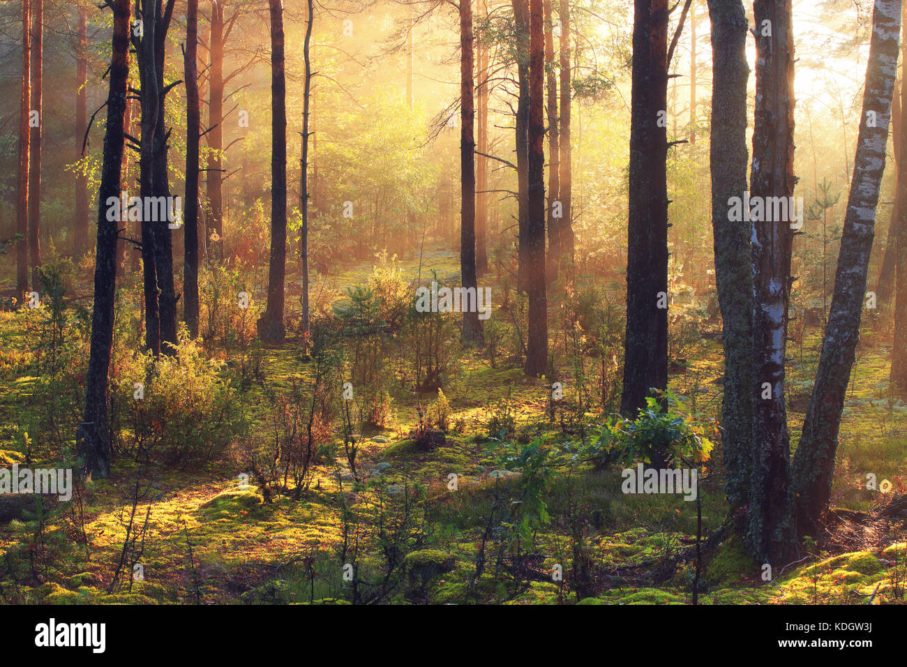 Fall. Autumn scene. Autumn forest in the morning. Stock Photo